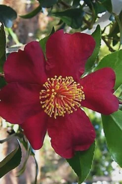 October Magic Crimson 'N Clover Camellia - 3 Gallon Pot -Deals Sapling Whisper Store Camellia Crimson N Clover 1