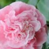Debutante Pink Camellia Japonica - 3 Gallon Pot -Deals Sapling Whisper Store Camellia Debutante 500x750 1