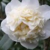 Fifth Avenue White Camellia Japonica - 1 Gallon Pot 2 Fifth Avenue White Camellia Japonica - 1 Gallon Pot -Deals Sapling Whisper Store Camellia Fifth Avenue