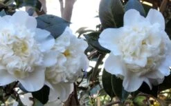 Fifth Avenue White Camellia Japonica - 1 Gallon Pot 11 Fifth Avenue White Camellia Japonica - 1 Gallon Pot -Deals Sapling Whisper Store Camellia Fifth Avenue 21