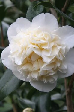 Deals Sapling Whisper Store 18 Fifth Avenue White Camellia Japonica - 1 Gallon Pot