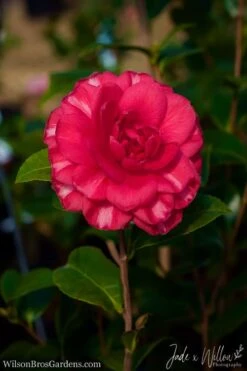 Glen 40 Camellia Japonica - 3 Gallon Pot 13 Glen 40 Camellia Japonica - 3 Gallon Pot -Deals Sapling Whisper Store Camellia Glen 40 JW 1