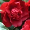 Governor Mouton Red Camellia Japonica - 3 Gallon Pot 1 Governor Mouton Red Camellia Japonica - 3 Gallon Pot -Deals Sapling Whisper Store Camellia Governor Mouton 1 500x750 1