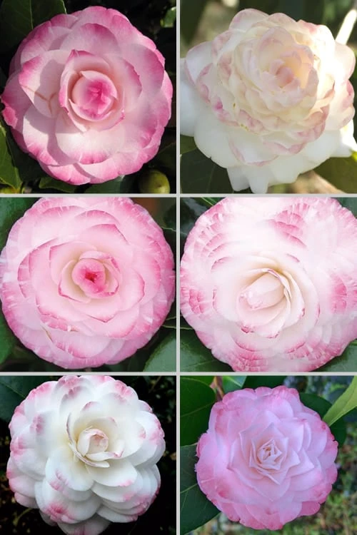 Grace Albritton Camellia Japonica - 3 Gallon Pot 6 Grace Albritton Camellia Japonica - 3 Gallon Pot - Image 4