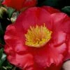 Gunsmoke Camellia Japonica - 3 Gallon Pot 2 Gunsmoke Camellia Japonica - 3 Gallon Pot -Deals Sapling Whisper Store Camellia Gunsmoke 8