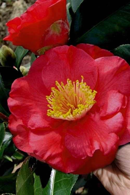 Gunsmoke Camellia Japonica - 3 Gallon Pot 3 Gunsmoke Camellia Japonica - 3 Gallon Pot