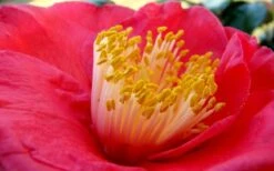 Gunsmoke Camellia Japonica - 3 Gallon Pot 9 Gunsmoke Camellia Japonica - 3 Gallon Pot -Deals Sapling Whisper Store Camellia Gunsmoke Closeup Flower 3