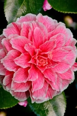 Brilliant Gem Fragrant Camellia Japonica 'Herme' - 1 Gallon Pot -Deals Sapling Whisper Store Camellia Hermes 6