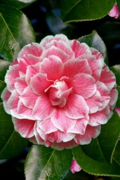 Brilliant Gem Fragrant Camellia Japonica 'Herme' - 1 Gallon Pot -Deals Sapling Whisper Store Camellia Herrmes 4