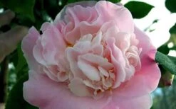 High Fragrance Camellia TREE FORM - 3 Gallon Pot -Deals Sapling Whisper Store Camellia High Fragrance 5