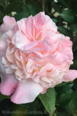 High Fragrance Camellia TREE FORM - 3 Gallon Pot -Deals Sapling Whisper Store Camellia High Fragrance 500x750 1