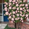 High Fragrance Camellia TREE FORM - 3 Gallon Pot -Deals Sapling Whisper Store Camellia High Fragrance Tree 2