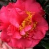 Kramers Supreme Red Double Camellia Japonica - 2 Gallon Pot -Deals Sapling Whisper Store Camellia Kramers Supreme 11