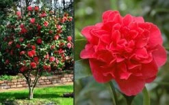 Kramers Supreme Red Double Camellia Japonica - 2 Gallon Pot -Deals Sapling Whisper Store Camellia Kramers Supreme 2