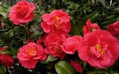 Kramers Supreme Red Double Camellia Japonica - 2 Gallon Pot -Deals Sapling Whisper Store Camellia Kramers Supreme 52