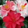 Lady Vansittart Multicolor Camellia Japonica - 1 Gallon Pot -Deals Sapling Whisper Store Camellia Lady Vansittart 50