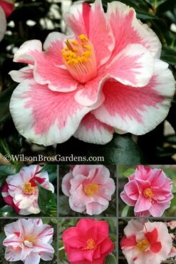 Lady Vansittart Multicolor Camellia Japonica - 1 Gallon Pot -Deals Sapling Whisper Store Camellia Lady Vansittart 500x750 1