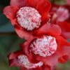Lipstick Red Camellia Japonica - 3 Gallon Pot 2 Lipstick Red Camellia Japonica - 3 Gallon Pot -Deals Sapling Whisper Store Camellia Lipstick 1