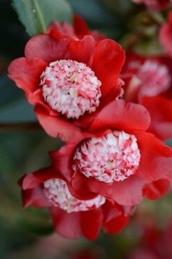Deals Sapling Whisper Store 8 Lipstick Red Camellia Japonica - 3 Gallon Pot