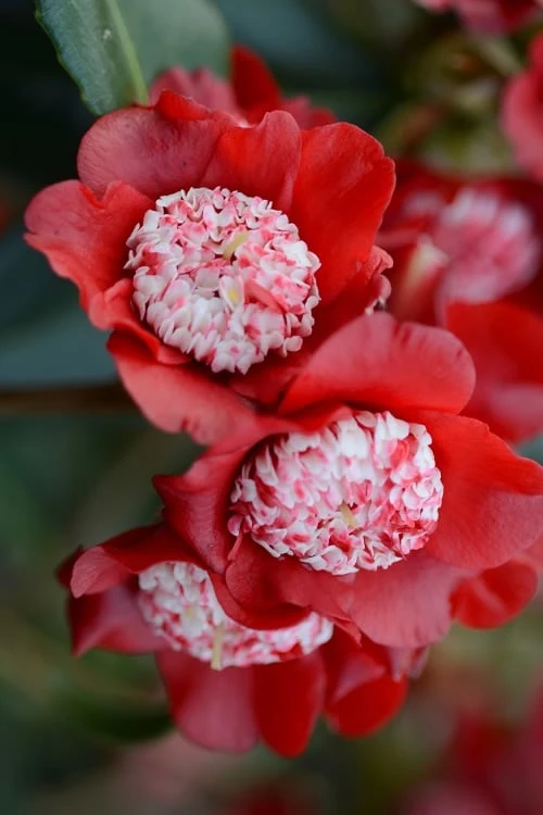 Lipstick Red Camellia Japonica - 3 Gallon Pot 3 Lipstick Red Camellia Japonica - 3 Gallon Pot