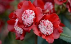 Lipstick Red Camellia Japonica - 3 Gallon Pot 13 Lipstick Red Camellia Japonica - 3 Gallon Pot -Deals Sapling Whisper Store Camellia Lipstick 2