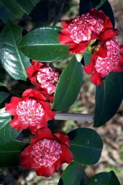 Lipstick Red Camellia Japonica - 3 Gallon Pot 15 Lipstick Red Camellia Japonica - 3 Gallon Pot -Deals Sapling Whisper Store Camellia Lipstick 3