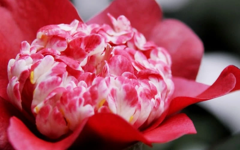 Lipstick Red Camellia Japonica - 3 Gallon Pot 7 Lipstick Red Camellia Japonica - 3 Gallon Pot - Image 5