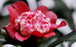 Lipstick Red Camellia Japonica - 3 Gallon Pot 17 Lipstick Red Camellia Japonica - 3 Gallon Pot -Deals Sapling Whisper Store Camellia Lipstick 5