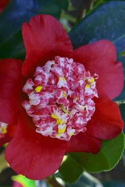 Lipstick Red Camellia Japonica - 3 Gallon Pot 16 Lipstick Red Camellia Japonica - 3 Gallon Pot -Deals Sapling Whisper Store Camellia Lipstick 6