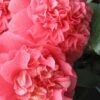 Maidens Of Great Promise Camellia - Japonica - 3 Gallon Pot -Deals Sapling Whisper Store Camellia Maiden Of Great Promise 1