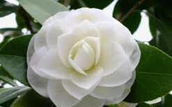 Morning Glow Camellia Japonica - 1 Gallon Pot -Deals Sapling Whisper Store Camellia Morning Glow 800x500 2