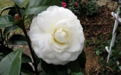 Morning Glow Camellia Japonica - 3 Gallon Pot 11 Morning Glow Camellia Japonica - 3 Gallon Pot -Deals Sapling Whisper Store Camellia Morning Glow 9