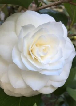 Nuccio's Gem Camellia Japonica - 3 Gallon Pot -Deals Sapling Whisper Store Camellia Nuccios Gem 1