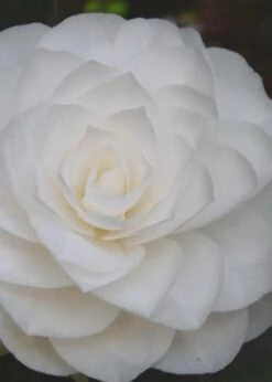 Nuccio's Gem Camellia Japonica - 3 Gallon Pot -Deals Sapling Whisper Store Camellia Nuccios Gem 6