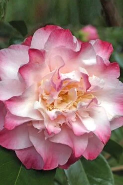 Nuccio's Jewel Camellia Japonica - 1 Gallon Pot 9 Nuccio's Jewel Camellia Japonica - 1 Gallon Pot -Deals Sapling Whisper Store Camellia Nucios Jewel 3
