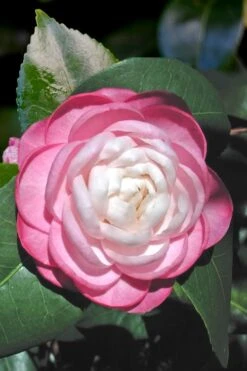 October Affair Camellia Japonica - 1 Gallon Pot -Deals Sapling Whisper Store Camellia October Affair 1