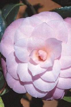 October Affair Camellia Japonica - 1 Gallon Pot -Deals Sapling Whisper Store Camellia October Affair 8