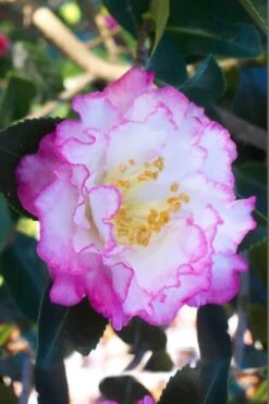 Deals Sapling Whisper Store 12 October Magic Inspiration Camellia - 1 Gallon Pot