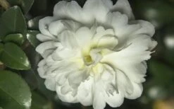 October Magic Ivory Camellia - 3 Gallon Pot -Deals Sapling Whisper Store Camellia October Magic Ivory