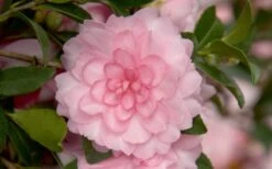October Magic Pink Perplexion Camellia - 3 Gallon Pot 8 October Magic Pink Perplexion Camellia - 3 Gallon Pot -Deals Sapling Whisper Store Camellia October Magic Pink Perplexion 2