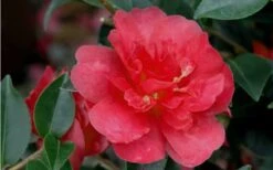 October Magic Rose Camellia - 3 Gallon Pot -Deals Sapling Whisper Store Camellia October Magic Rose Closeup Flower 2