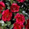 October Magic Ruby Camellia - 7 Gallon Pot -Deals Sapling Whisper Store Camellia October Magic Ruby 20