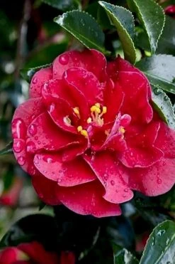 October Magic Ruby Camellia - 1 Gallon Pot -Deals Sapling Whisper Store Camellia October Magic Ruby 23 1