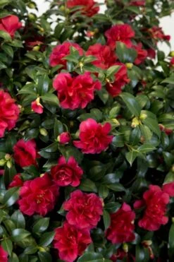 October Magic Ruby Camellia - 7 Gallon Pot -Deals Sapling Whisper Store Camellia October Magic Ruby 27