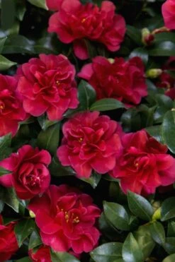 October Magic Ruby Camellia - 7 Gallon Pot -Deals Sapling Whisper Store Camellia October Magic Ruby 28