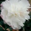 October Magic Snow Camellia - 3 Gallon Pot 1 October Magic Snow Camellia - 3 Gallon Pot -Deals Sapling Whisper Store Camellia October Magic Snow 5 2
