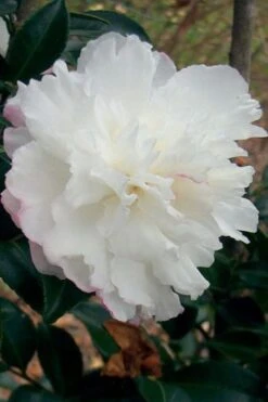 Deals Sapling Whisper Store 10 October Magic Snow Camellia - 3 Gallon Pot