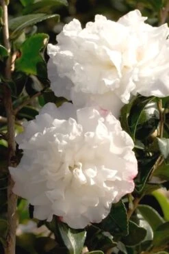October Magic Snow Camellia - 3 Gallon Pot 9 October Magic Snow Camellia - 3 Gallon Pot -Deals Sapling Whisper Store Camellia October Magic Snow 500x750 3