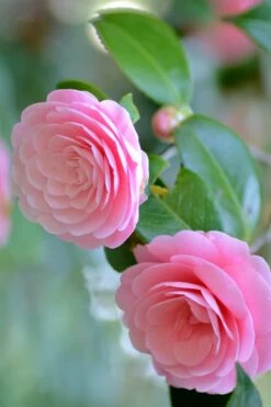 Otome Pink Camellia Japonica - 1 Gallon Pot -Deals Sapling Whisper Store Camellia Otome 1