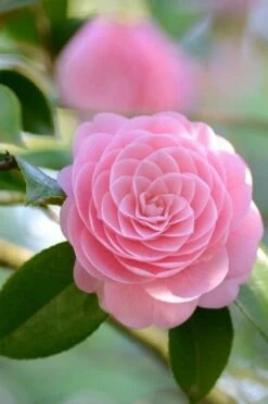 Otome Pink Camellia Japonica - 1 Gallon Pot -Deals Sapling Whisper Store Camellia Otome 2